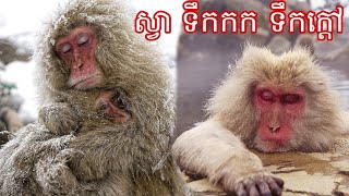 ស្វាជប៉ុន  Discovering Japanese Macaques The Fascinating Snow Monkeys of Japan [upl. by Anifad789]