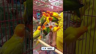 LovebordSingingSounds Lovebird LovebordSinging ChirpingSounds short shorts foryou virals [upl. by Anesusa]