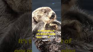 The Adorable Sea Otter otter naturefacts wildlife animals shorts [upl. by Adiell]