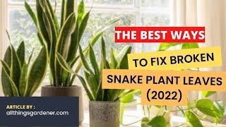 The Best Ways To Fix Broken Snake Plant Leaves 2022 [upl. by Arhat]