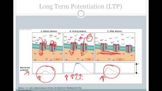 SJSU Neurophysiology  Lecture 8  Synaptic Plasticity [upl. by Etan]