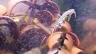 Synodontis multipunctatus or grandiops [upl. by Yrannav]