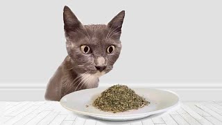 Cats Try Catnip For The First Time [upl. by Rossen]