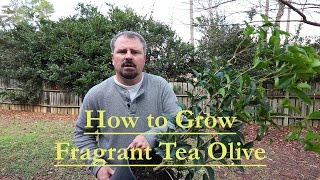 How to grow Fragrant Tea Olive  Osmanthus Fragrans  Guìhuā [upl. by Nosinned]