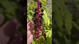 Herbalism minute Special guest Pokeweed herbalism herbalist earthseeddetroit [upl. by Goober]