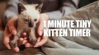 1 Minute Timer  One Minute Tiny Kitten Timer  Kitten Meowing Alarm Sound [upl. by Kokoruda]