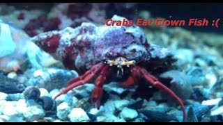 CRABS EATING CLOWN FISH  Huge Scarlet [upl. by Caldwell]