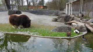 ジャコウウシと水鳥 Muskox 2017 0401 [upl. by Eceirahs]