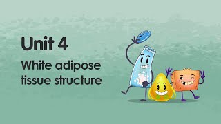 White adipose tissue structure  iMooXat [upl. by Notneuq]