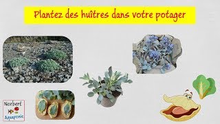 👂 Plantez des huîtres dans votre potager [upl. by Bencion534]