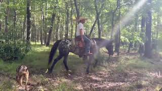 Registered Appaloosa Mare [upl. by Neerual]