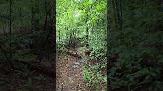 Sipsey wilderness walk ASMR notalking forestsounds muddytrails [upl. by Guod198]