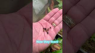 Watch Nepenthes Truncata Eat Live Insects shorts [upl. by Einahpet]