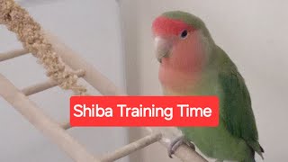 Shiba Training Time [upl. by Leikeze99]