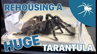 Tarantula REHOUSING video 2  ADULT SALMON PINK BIRDEATER [upl. by Mahon529]