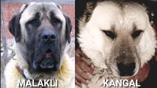 KANGAL VE MALAKLI EN İYİ ÖRNEKLERİ Turkish Dog [upl. by Burny790]