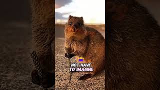 Weird Quokka Fact 🤔 [upl. by Orazio]