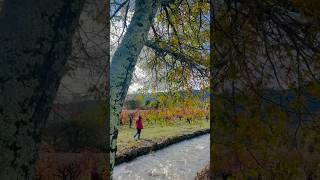 Vineyards alongside the creek in Glen Ellen California [upl. by Roede396]