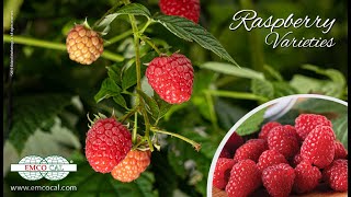 EMCO CAL  Raspberry amp Blackberry Varieties [upl. by Petulia]