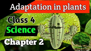 Class 4 Science Chapter 2 Adaptation in plants Adaptation in plant hindi and englishPlants habitat [upl. by Zeitler]