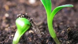 What Are the Differences between Seeds and Seedlings [upl. by Phaidra]