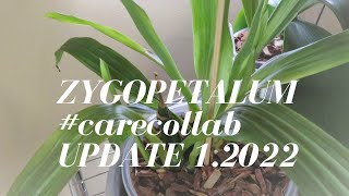 Zygopetalum Orchid carecollab carecollab for Zygopetalum Orchid UPDATE [upl. by Einniw]