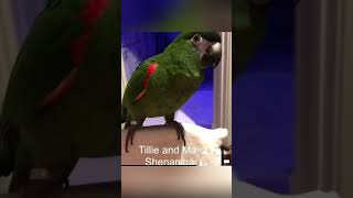 Funny parrot pt19 like and sub for pt20 funnypetsmoments funnyanimal funny birds parrot [upl. by Anibur]