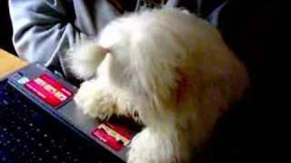 A Coton de Tulear girl watching dogs barking [upl. by Goodspeed]