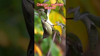 Ruby crowned Kinglet Birds BirdLovers BirdFacts Wildlife NatureLovers Kinglets KingletFacts [upl. by Keverne]