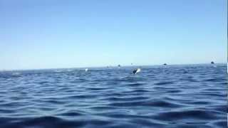 Flying Sting Rays in Baja [upl. by Slade]