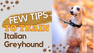 How to Potty Train Italian Greyhound [upl. by Madaih412]