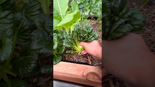 Tatsoi greens for pork sinigang fyp gardening vegetablegardening shortvideo tatsoi [upl. by Navis]