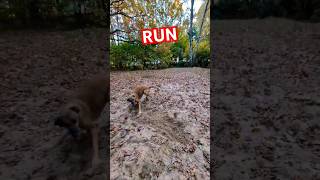 RUN🐶🏎️dog galgo rescuedog pets happy doglover doglife [upl. by Hershel]