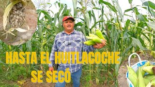 HASTA EL HUITLACOCHE SE SECO [upl. by Kralc]