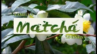 MATCHÁ  CAMÉLLIA SINENSIS  3 [upl. by Adierf]