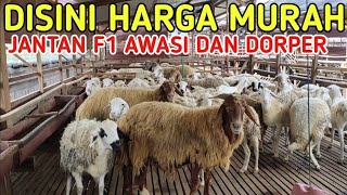 HARGA MURAH JANTAN AWWASI F1 DAN DORPER F1 DI SLAWE FARM MOJOKERTO [upl. by Ayidan]