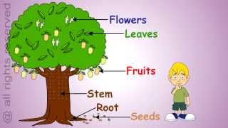 Uses of Plants Learn About Plants [upl. by Idolla607]