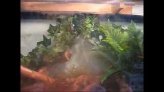 Crested Gecko Enclosure Humidifier [upl. by Kentiggerma]