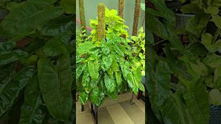 Low maintenance indoor plant Philodendron Burle Max How to care Potting Mix Fast growing plant [upl. by Siraf]