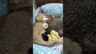 Cats vs chickens 🥰🥰🥰funnycats fyp funny cat catlovers [upl. by Oreves]