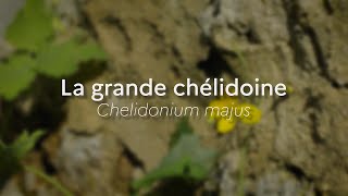 Chelidonium majusEspeces Phares [upl. by Vihs]