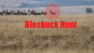 Blesbok Blesbuck hunting in South Africa with a 308 [upl. by Kelcie]