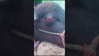 chemosis trending vet buffalo cow farm doctor shors youtubeshorts vet surgery [upl. by Cohin]