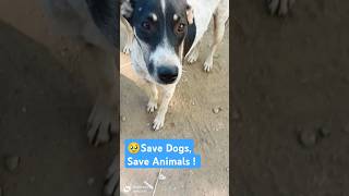 dog motivation video 🥰🥹👉🏻 Like and SUBSCRIBE shorts viralvideo trending lovestatus doglover [upl. by Lrem]