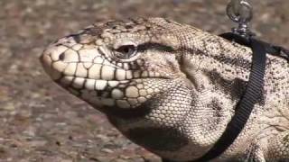 Tegu Lizard on a Leash [upl. by Yorgen]