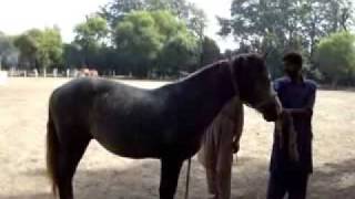 Remount Depot Mona Stud Last Part 3 Purchase of 3 new Horses for ZULJANAH [upl. by Aneres348]