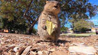 Want to see a quokka eat a leaf [upl. by Warfourd]