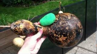 SOAK to EASYClean Birdhouse Gourds [upl. by Tonnie]