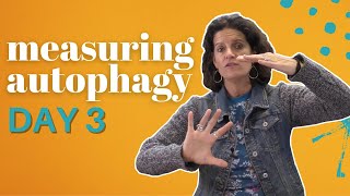 How Do You Measure Autophagy [upl. by Edee]