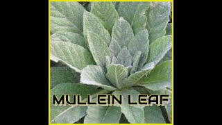 Mullein Uncivilized Plants with Bonnie [upl. by Aelyk166]